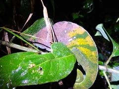 Calumma oshaughnessyi