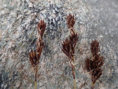 Carex phaeocephala