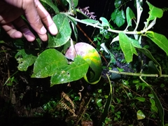 Calumma oshaughnessyi