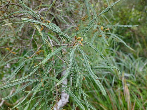 Image of Sophora fulvida by (c) Jacqui Geux, some rights reserved (CC BY)