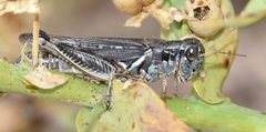 Melanoplus infantilis