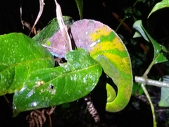 Calumma oshaughnessyi