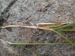 Carex phaeocephala