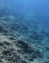 White seabream