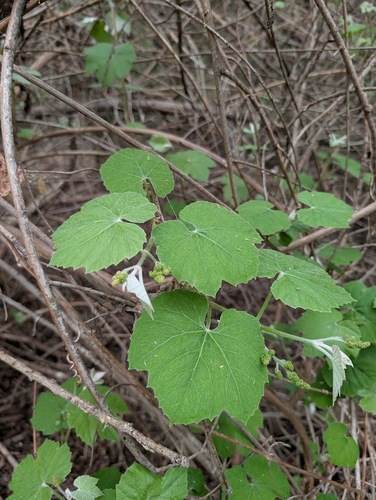iNaturalist observation photo of grapevines