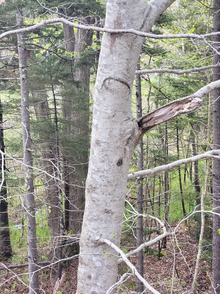 Fagus