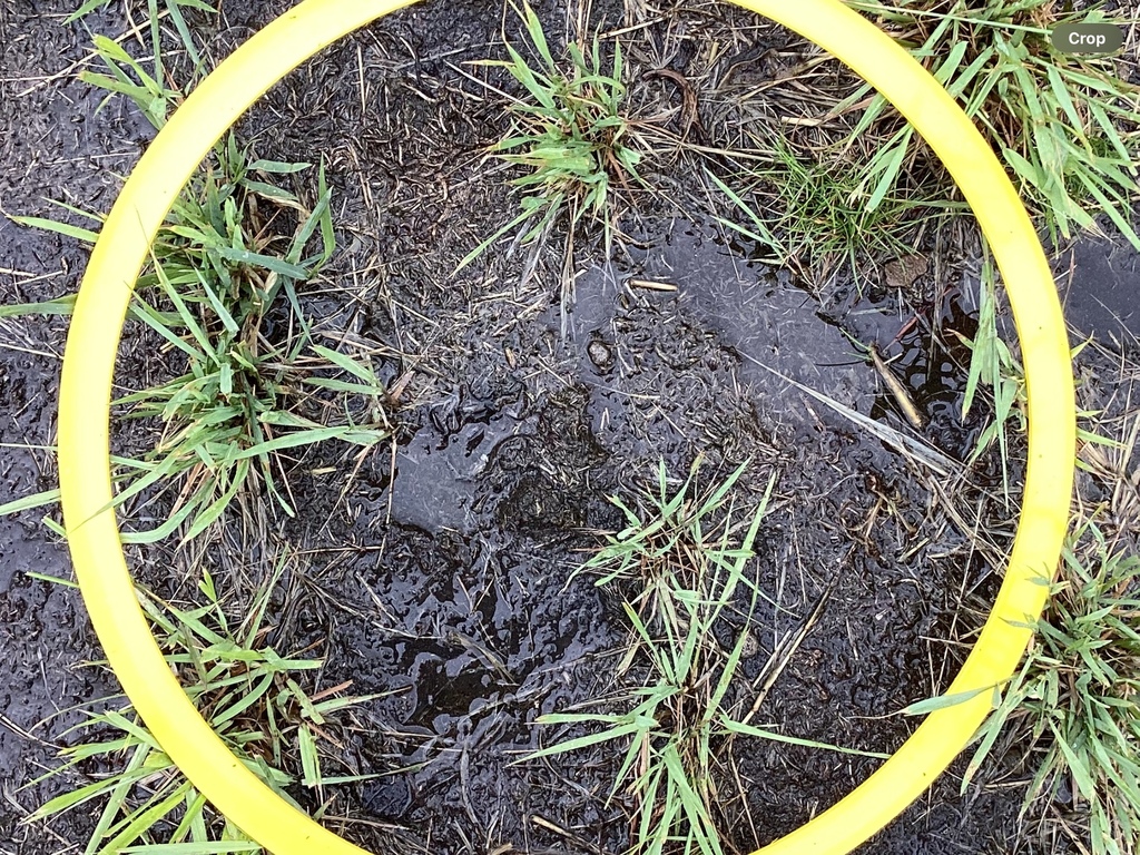bush rice grass from Lakeview Dr, Horace, ND, US on May 21, 2025 at 02: ...