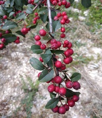 Cotoneaster meyeri