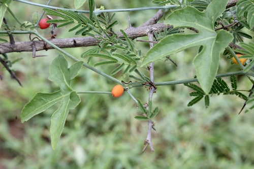 Corallocarpus bainesii (Corallocarpus bainesii)