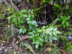 Scandia rosifolia