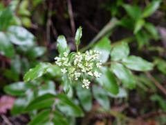 Scandia rosifolia