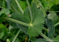 Pisum sativum