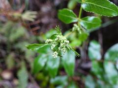 Scandia rosifolia