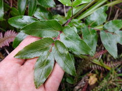 Scandia rosifolia