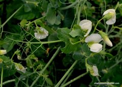 Pisum sativum