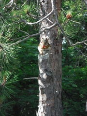 Tamiasciurus hudsonicus hudsonicus