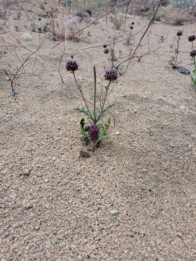 Salvia