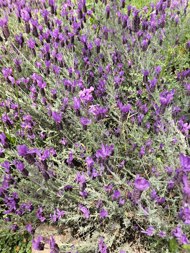 Lavandula