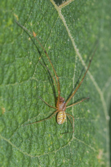 Tylorida striata