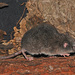 Northern Shrew Opossums - Photo no rights reserved, uploaded by jorgebrito