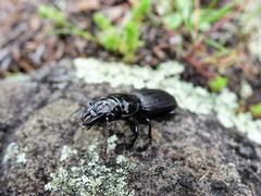 Mecodema spiniferum