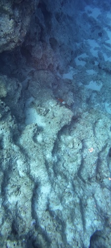 Mediterranean Parrotfish