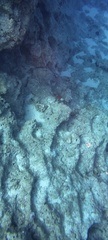 Mediterranean Parrotfish