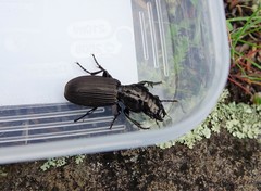 Mecodema spiniferum