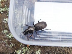 Mecodema spiniferum