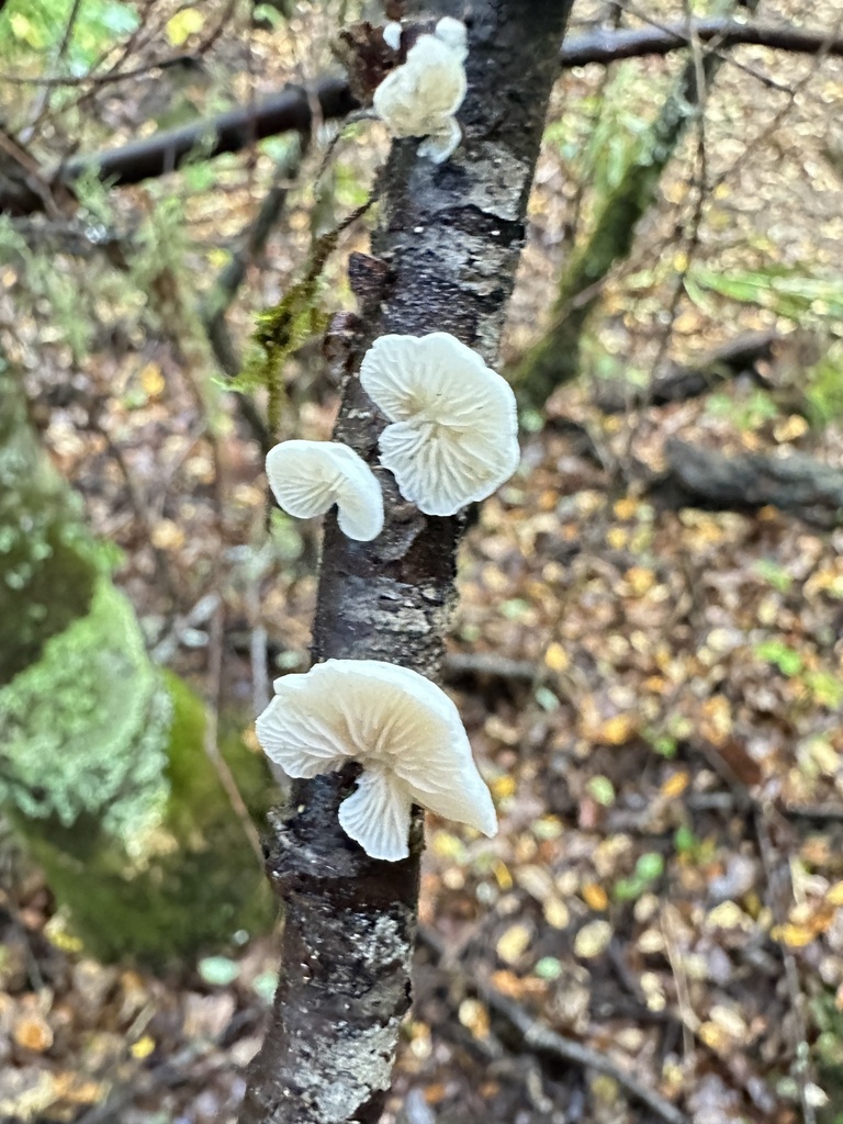 Marasmiellus alliiodorus · May 2025 · photo: © nitsuga74 (iNaturalist, cc-by)