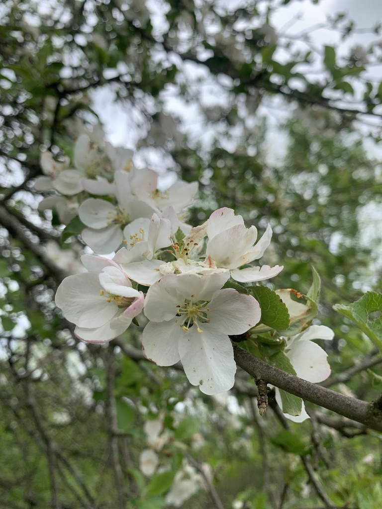Malus
