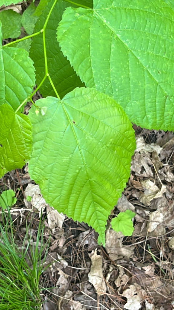 Tilia