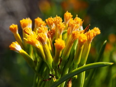 Senecio barbertonicus