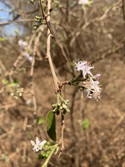 Ehretia obtusifolia