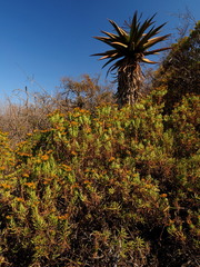 Senecio barbertonicus