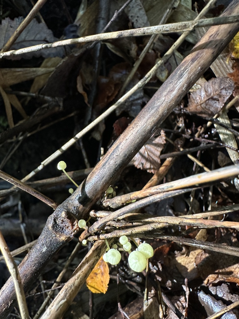 Mycena chusqueophila · May 2025 · photo: © nitsuga74 (iNaturalist, cc-by)
