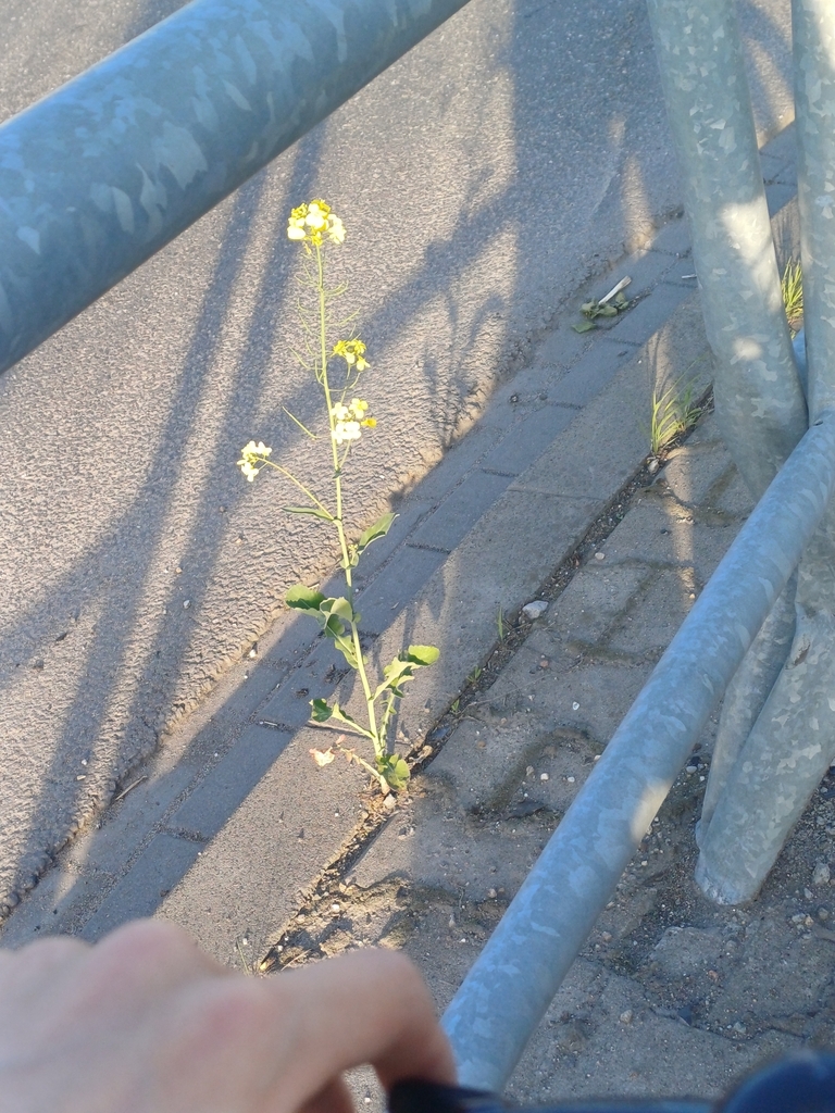 Brassica