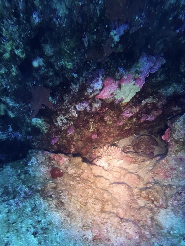 Red Lionfish
