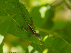 Anolis cybotes