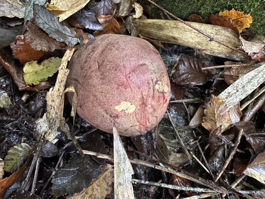 Boletus loyita
