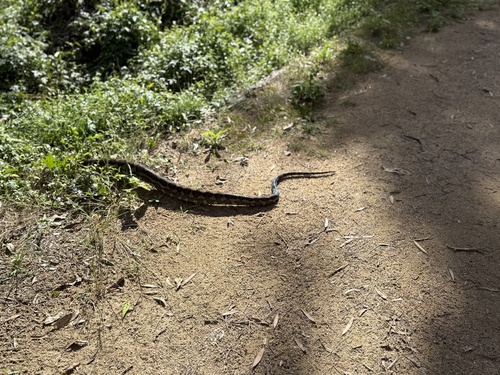Coastal Carpet Python sighting