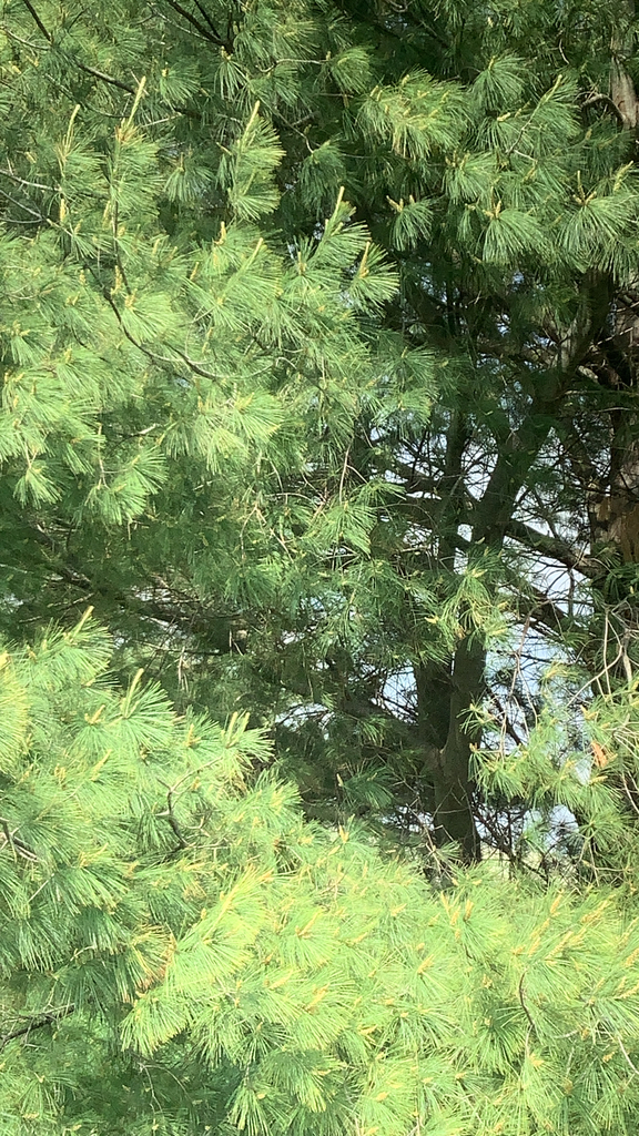 Pinus