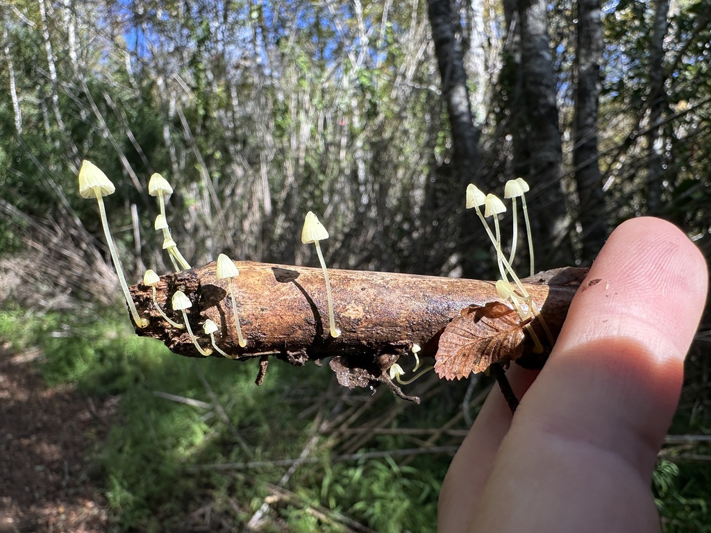 Mycena chusqueophila · May 2025 · photo: © nitsuga74 (iNaturalist, cc-by)