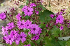 Pericallis × hybrida