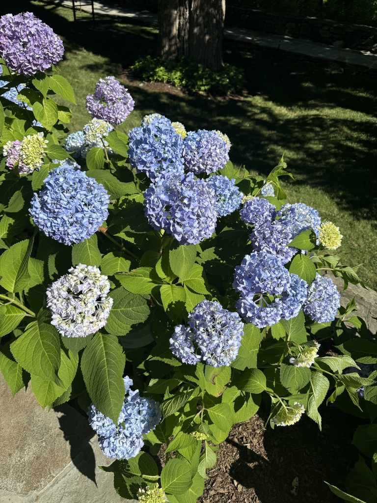Hydrangea