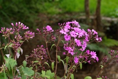 Pericallis × hybrida
