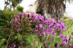 Pericallis × hybrida