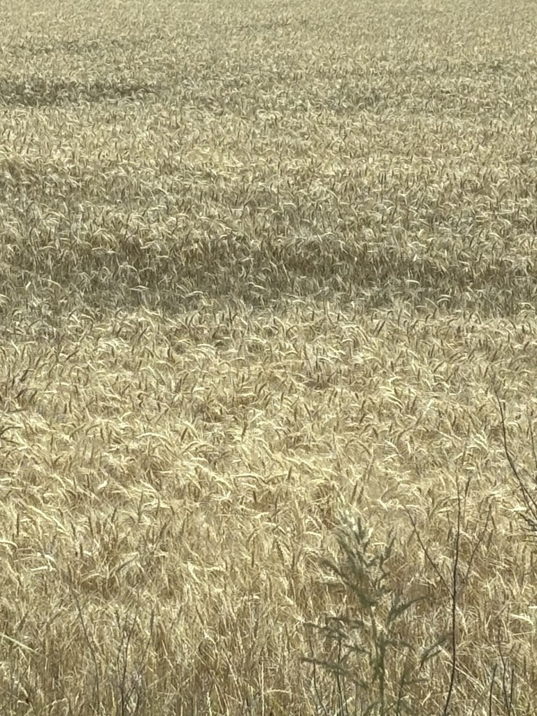 Triticum