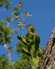 Prosthechea boothiana