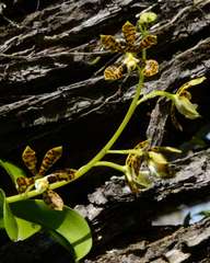 Prosthechea boothiana